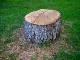 Best Stump Grinding and Removal  in St Pauls, NC