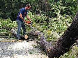 Best Fruit Tree Pruning  in St Pauls, NC