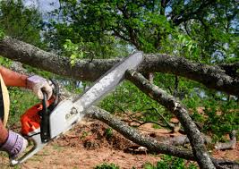 Best Arborist Consultation Services  in St Pauls, NC