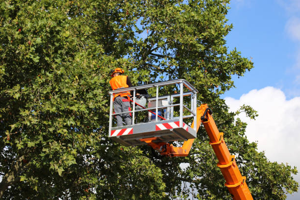 Best Tree Mulching  in St Pauls, NC