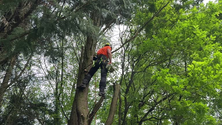 Best Emergency Tree Removal  in St Pauls, NC