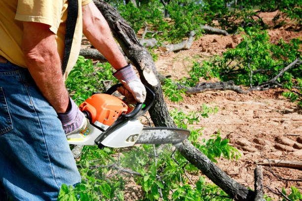 Best Lot and Land Clearing  in St Pauls, NC