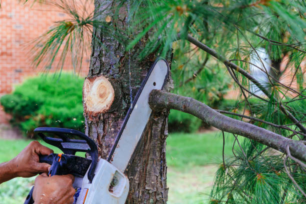 Best Tree Maintenance Programs  in St Pauls, NC